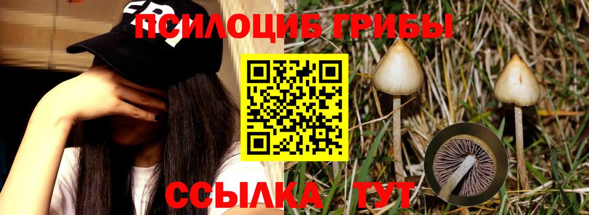 Псилоцибиновые грибы MAGIC MUSHROOMS Вичуга
